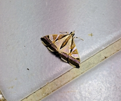 Agrioglypta itysalis