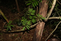 Austrosteenisia glabristyla