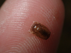 Lekanesphaera hookeri