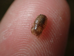 Lekanesphaera hookeri