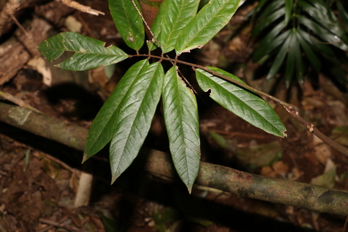 Image of Austrosteenisia glabristyla by (c) Greg Tasney, some rights reserved (CC BY-SA)