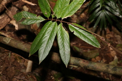 Austrosteenisia glabristyla