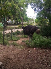 Struthio camelus