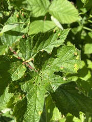 Dasineura ulmaria