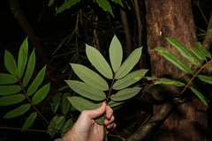 Austrosteenisia glabristyla