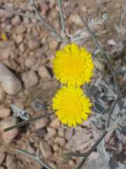 Asteraceae
