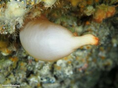 Halocynthia papillosa