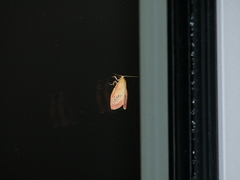 Miltochrista miniata