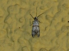 Scythropia crataegella