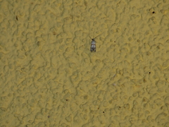 Scythropia crataegella