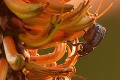 Brachycerus tauriculus