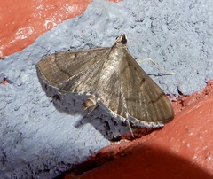 Bradina admixtalis
