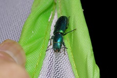 Temnoscheila virescens