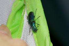 Temnoscheila virescens