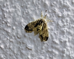 Cirrhochrista fuscusa