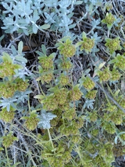 Teucrium aureum