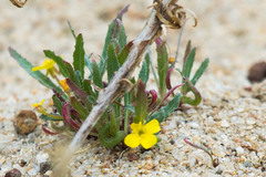 Camissoniopsis lewisii