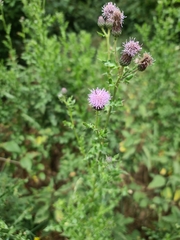 Cirsium arvense