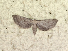 Idaea infirmaria