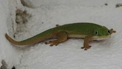 Phelsuma dubia
