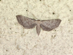 Idaea infirmaria