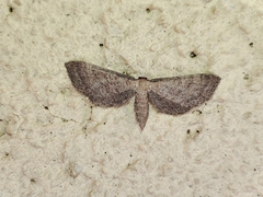 Idaea infirmaria