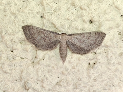 Idaea infirmaria