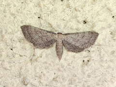 Idaea infirmaria