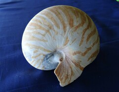 Nautilus pompilius