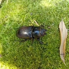 Lucanus cervus
