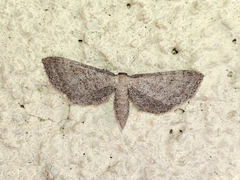 Idaea infirmaria