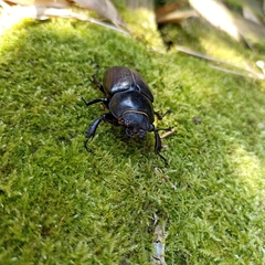Lucanus cervus