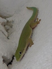 Phelsuma dubia