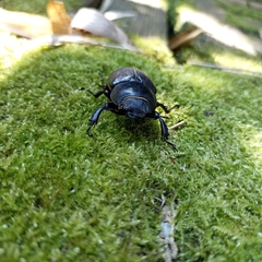 Lucanus cervus