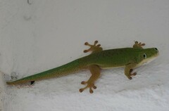 Phelsuma dubia