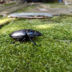 Lucanus cervus