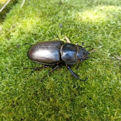 Lucanus cervus