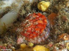 Bractechlamys corallinoides