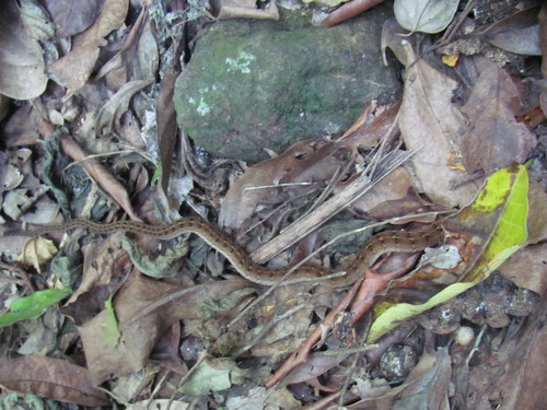 Photo of a Barred Forest Racer (Dendrophidion vinitor)