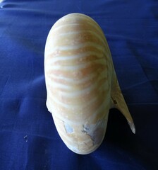 Nautilus pompilius