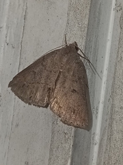 Argyrostrotis flavistriaria