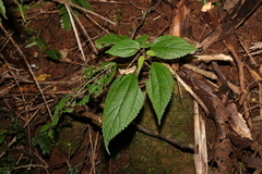 Boehmeria macrophylla