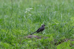 Motacilla alba