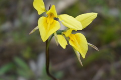 Diuris behrii