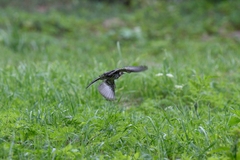 Motacilla alba