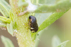 Clastoptera lineatocollis