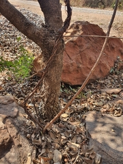 Cryptolepis cryptolepioides