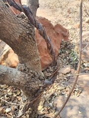 Cryptolepis cryptolepioides
