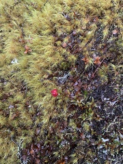 Gaultheria macrostigma