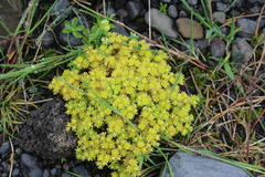 Sedum annuum